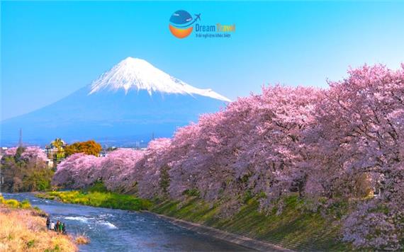 Du lịch Nhật Bản Mùa Hoa Anh Đào 2024 (đặt càng SỚM, giá càng RẺ)